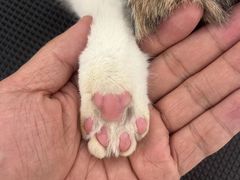 -comecome来吧宠物(奥克斯中心店)