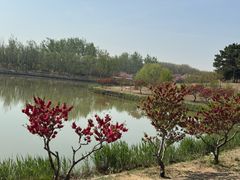 -塘沽森林公园