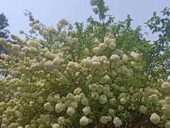 -铁山坪森林公园