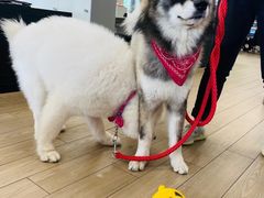 -上海西上海奥杰奥迪汽车销售有限公司(真如店)