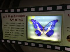 -上海昆虫博物馆