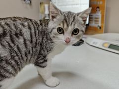-四月宠物医院·猫专科·心脏专科·内科(转塘店)