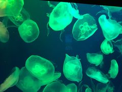 -成都浩海立方海洋公园