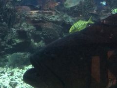 -海棠湾洲际-涛·海底餐厅·美人鱼·自助餐·海底隧道