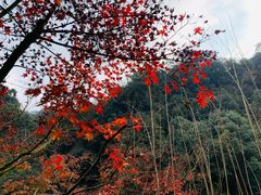 -龙井壹号·茶缘山景宴(龙井村店)