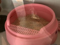 -糯米喵星人总部直营旗舰店·猫舍·幼猫出售