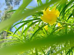 -深圳仙湖植物园
