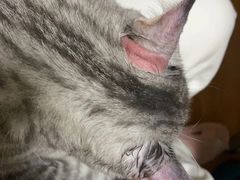 -爱洗澡的猫(天河路店)