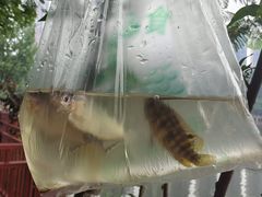 -重庆彩云湖湿地公园