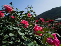 -亚龙湾国际玫瑰谷