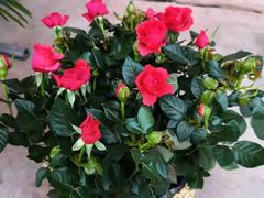 -三圣花乡旅游区