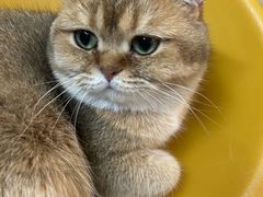 -平行世界·猫咖(首经贸店)