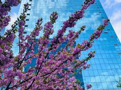 -海棠花溪(元大都城垣遗址公园)