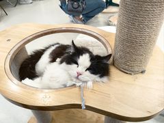 -共舞时光猫咖·狗咖(新街口店)
