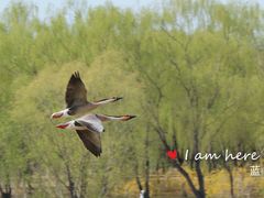 -北京麋鹿生态实验中心