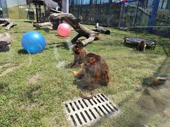 -大连森林动物园