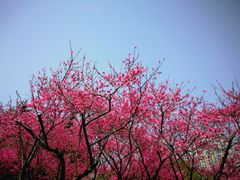 -白塘生态植物园