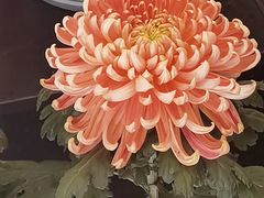 -杭州植物园