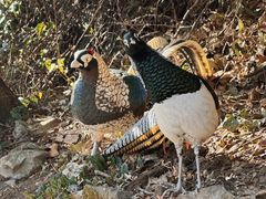 -喜洲杨记破酥粑粑