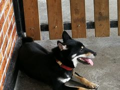 -柴犬高等学院·狗咖·柴犬售卖·宠物训练