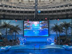 -海合安成都极地海洋公园