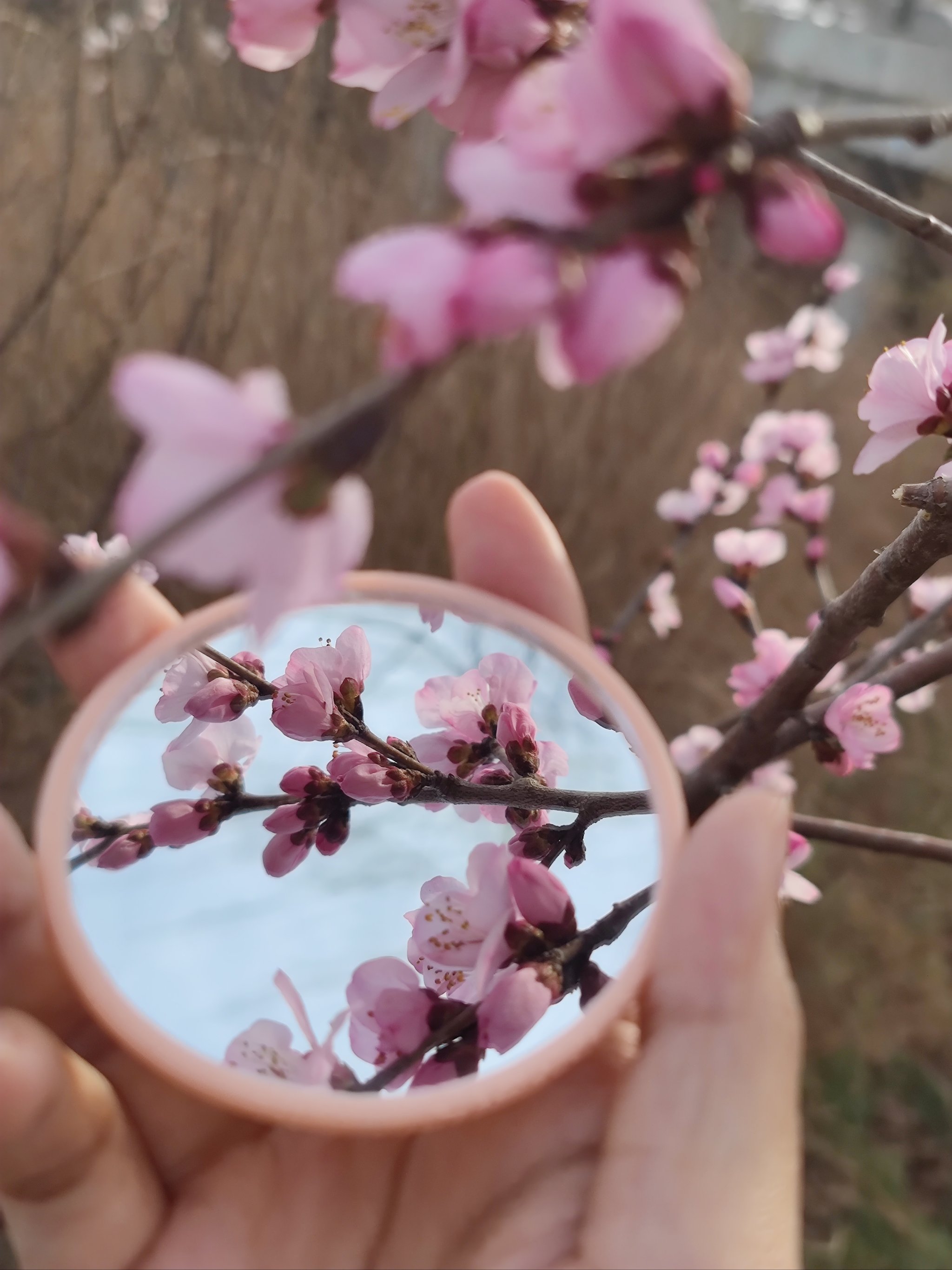 玉渊潭桃花图片