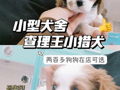 -萌宠之家·腊肠犬·马尔泰·小体犬舍