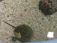 -北戴河圣蓝海洋公园