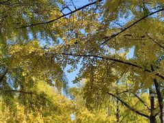 -三里屯东五街银杏大道