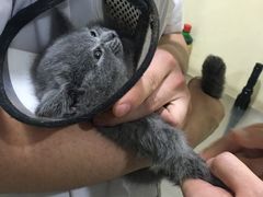 -米苏动物医院·犬猫专科·骨科外科内窥镜