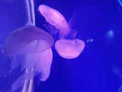 -厦门海底世界