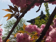 -西安青龙寺遗址景区
