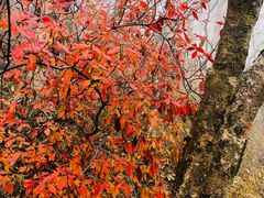 -白草畔自然风景区