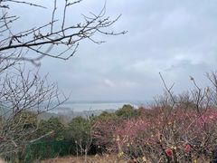 -香雪海