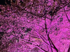 -西北湖绿化广场