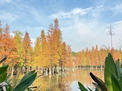 -白鹭湾湿地公园