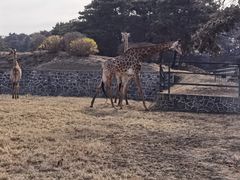 -沈阳森林动物园