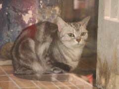 -猫咪博物馆(顶澳仔猫街店)