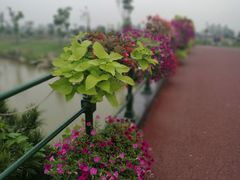 -荷兰花海