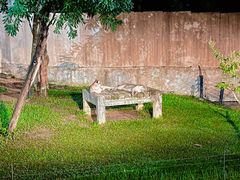 -清迈夜间动物园