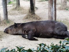 -上海野生动物园