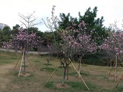 -聚龙山公园