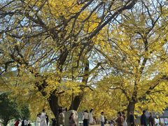 -千年银杏谷文化旅游区