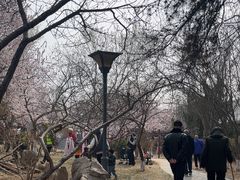 -桃花堤公园