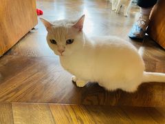 -蓝鲸·缅因猫舍