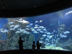 -暹罗海洋世界