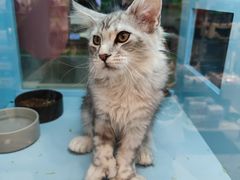 -FAELING PETS美天灵宠物(合生汇店)