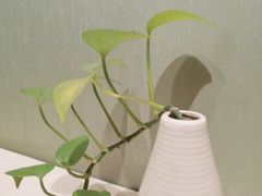 -有米猪港式餐厅