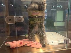 -FAELING PETS美天灵宠物(富力广场店)