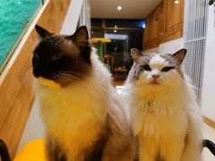 -猫在这儿猫咪咖啡馆·撸猫馆